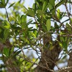 Myrsine lecardii Habitat