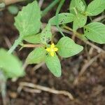 Ludwigia erecta Other