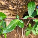 Commiphora madagascariensis Leaf