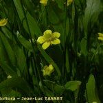 Ranunculus ophioglossifolius ᱵᱟᱦᱟ