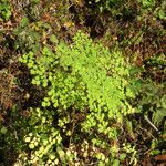 Thalictrum fendleri Habit