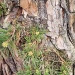 Pinus rigida बार्क (छाल)