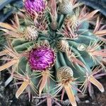 Ferocactus latispinus Лист