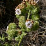 Phacelia ramosissima 形態