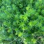 Galium maritimum Leaf