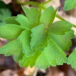 Thalictrum aquilegiifoliumЛист