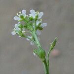 Lepidium graminifolium 果實