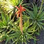 Aloe arborescensFulla