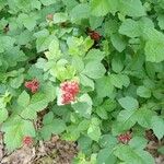 Rhus aromatica Fruchs