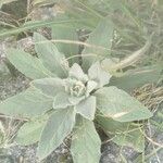 Verbascum thapsusЛіст