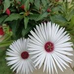 Dorotheanthus bellidiformis Flor