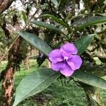 Brunfelsia pauciflora Virág