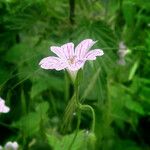 Geranium versicolor Flower
