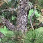 Pinus banksiana Corteza