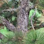 Pinus banksiana പുറംതൊലി