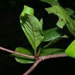 Terminalia amazonia その他の提案