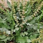 Rumex conglomeratus Συνήθη χαρακτηριστικά