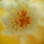 Nymphaea ampla 花