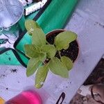 Petunia x atkinsiana ഇല