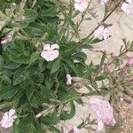 Silene hifacensis Flower