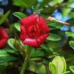 Rhododendron pauciflorum Flower