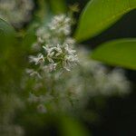 Chionanthus ramiflorus Flower