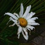 Leucanthemum heterophyllum 花