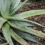 Aloe marlothii Folha