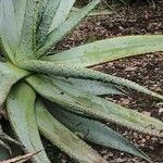 Aloe marlothii Yaprak