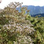 Rhododendron rubropilosum Habit