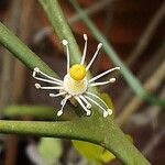 Citrus trifoliata Fruit