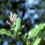 Acanthus ilicifolius Leaf