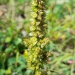 Amaranthus hybridus 花