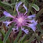 Cyanus lugdunensis Flower