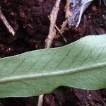 Loxogramme lanceolata Leaf