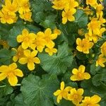 Caltha palustrisFlor