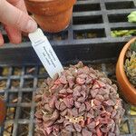 Haworthia turgida Leaf