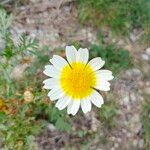 Glebionis coronariaFlower