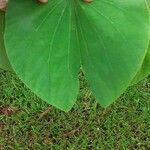 Bauhinia monandra Blad