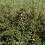 Rosa × dumetorum
