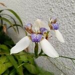 Trimezia gracilis Floare