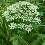 Sium latifolium Fleur