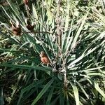 Yucca rupicola Habit