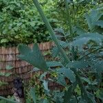 Thalictrum flavum Schors