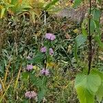 Phlomoides tuberosa Vekstform