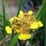 Trichocentrum cebolleta Květ