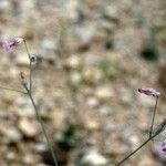 Silene behen Libunga