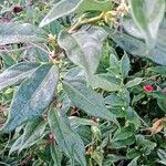 Sarcococca hookeriana Leaf