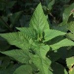 Urtica massaica Leaf