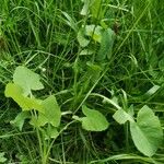 Lactuca macrophylla Feuille